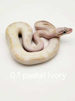 0.1-pastel-ivory.jpg