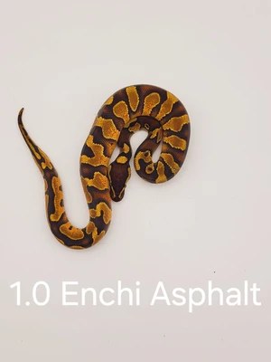1.0-enchi-asphalt.jpg