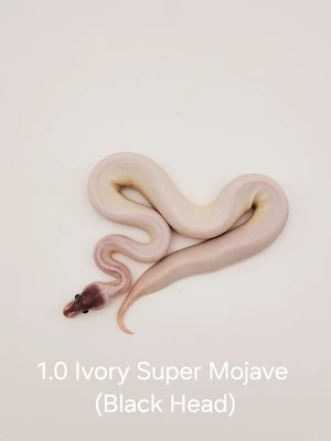 1.0-ivory-super-mojave-blackhead.jpg