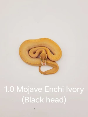 1.0-mijave-enchi-ivory-black-head.jpg