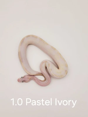 1.0-pastel-ivory.jpg